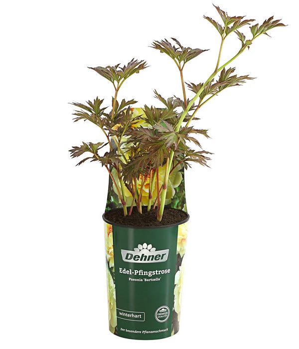 Edel-Pfingstrose 'Bartzella' 2 Edel-Pfingstrose 'Bartzella' – Bild 2