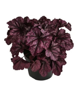 Purpurglöckchen 'Huckleberry'