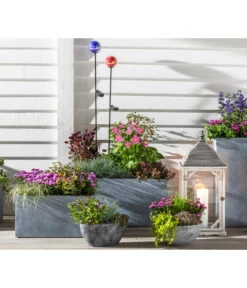 Glattblatt-Aster 8 Glattblatt-Aster -Outdoor Garten Geschäft 8030579 WE MO 001 AsterBlauSpaetsommerVorDerHaustuer