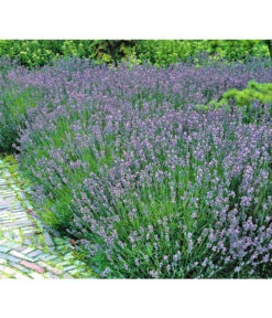 Lavendel -Outdoor Garten Geschäft 8034126 BildFS 001 LavendelLavendelHidcoteHx