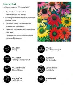 Garten-Scheinsonnenhut 'Cheyenne Spirit' -Outdoor Garten Geschäft 8039901 WE IG 001 Sonnenhut