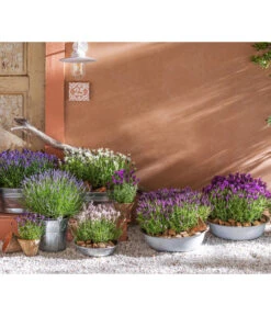 Bestseller -Outdoor Garten Geschäft 8042962 WE MO 001 LavendelLavendula 1