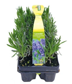 Bestseller -Outdoor Garten Geschäft 8072605 PR FS 001 Lavandula6erPackAllgreen