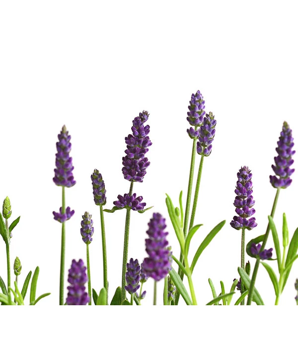 Lavendel 5 Lavendel – Bild 5