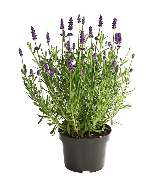 Lavendel 1 Lavendel