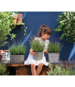 Duftlavendel, 6er-Schale -Outdoor Garten Geschäft 8092108 WE MO 03 LavendelT13 GC14 2020 02