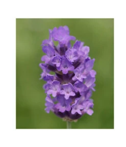 Lavendel 'No. 9' 8 Lavendel 'No. 9' -Outdoor Garten Geschäft 8094070 PR DE 001 DownderryNo9Helix