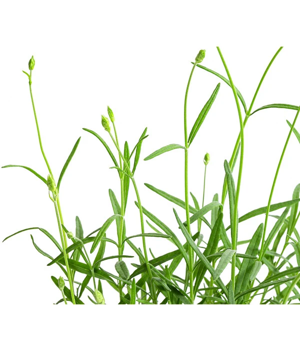 Lavendel 'No. 9' 5 Lavendel 'No. 9' – Bild 5