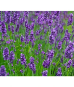 Bestseller -Outdoor Garten Geschäft 8094096 PR MO 001 DownderryOlympiaHelix