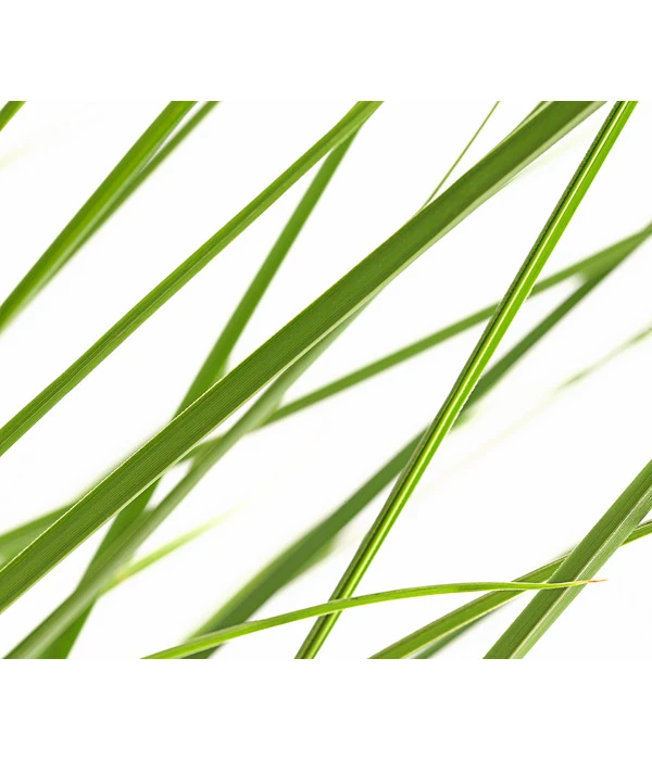 Niedriges Pampasgras 'Junior' 2 Niedriges Pampasgras 'Junior' – Bild 2