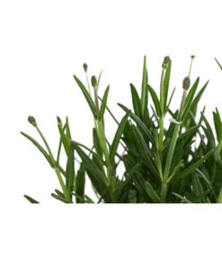 Lavendel 'Royal Blue' 9 Lavendel 'Royal Blue' -Outdoor Garten Geschäft 8097545 WE DE 001 LavendelRoyalBlue1L