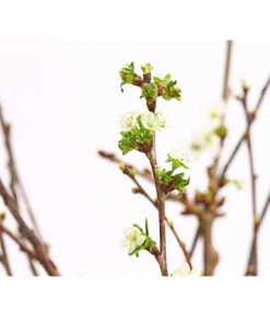 Kirschzweige-Bund, Ca. 80-100 Cm 11 Kirschzweige-Bund, Ca. 80-100 Cm -Outdoor Garten Geschäft 8149049 WE DE 001 KirschzweigeBundDehnerExpressHerzig 1