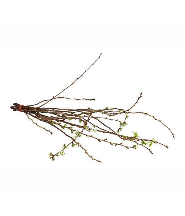 Kirschzweige-Bund, Ca. 80-100 Cm 2 Kirschzweige-Bund, Ca. 80-100 Cm – Bild 2