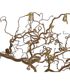 Bio Korkenzieherhasel -Outdoor Garten Geschäft 8149072 WE DE 001 KorkenzieherhaselBio80 100cmDehnerExpressHerzig