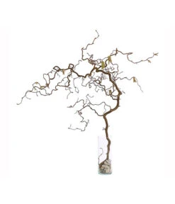 Bio Korkenzieherhasel -Outdoor Garten Geschäft 8149072 WE FS 002 KorkenzieherhaselBio80 100cmDehnerExpressHerzig 2