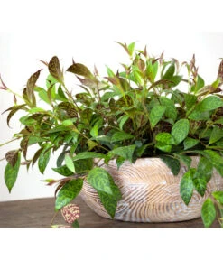 Gefleckte Sinnblume - Aeschynanthus 5 Gefleckte Sinnblume - Aeschynanthus -Outdoor Garten Geschäft 8200834 BildFS 001 GefleckteSinnblumeAeschynanthusAeschynanthusMarmoratus