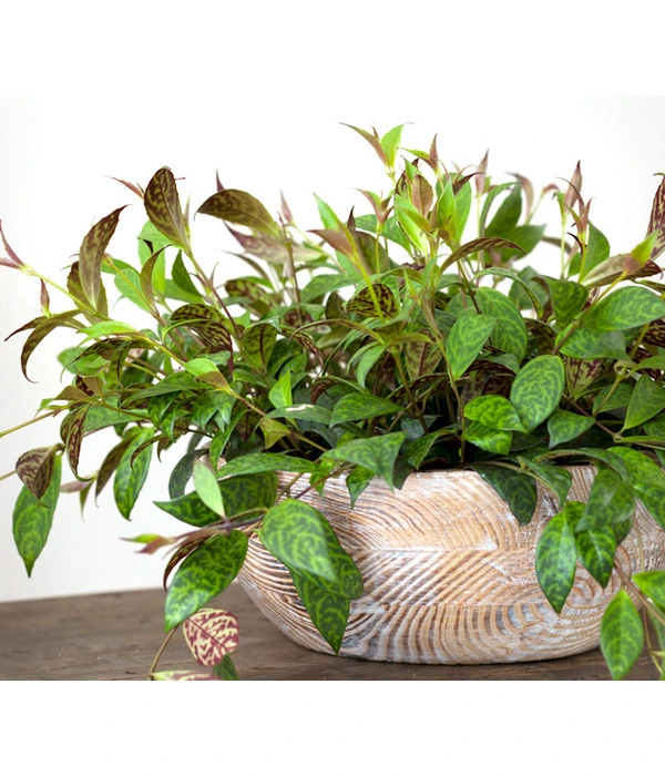 Gefleckte Sinnblume - Aeschynanthus 3 Gefleckte Sinnblume - Aeschynanthus – Bild 3