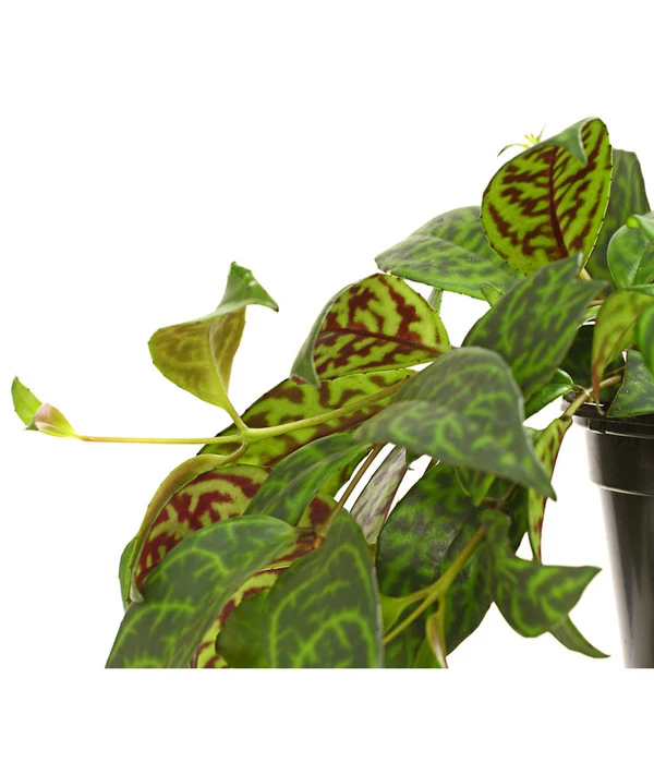 Gefleckte Sinnblume - Aeschynanthus 2 Gefleckte Sinnblume - Aeschynanthus – Bild 2