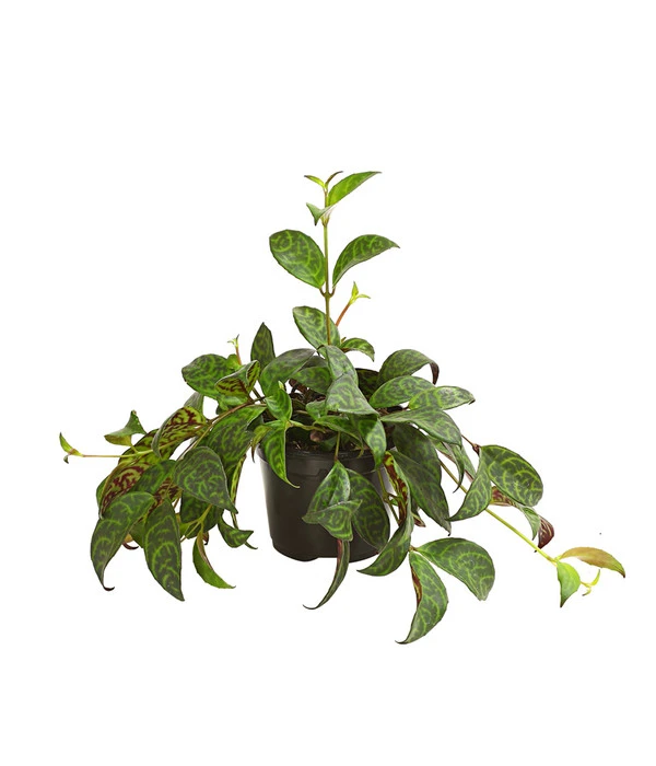 Gefleckte Sinnblume - Aeschynanthus 1 Gefleckte Sinnblume - Aeschynanthus