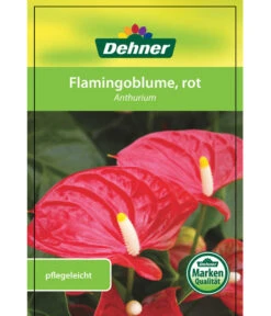 Große Flamingoblume - Anthurium Andreanum, Rot -Outdoor Garten Geschäft 8203408 FlamingoblumeRot Etikett 1