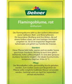 Große Flamingoblume - Anthurium Andreanum, Rot -Outdoor Garten Geschäft 8203408 FlamingoblumeRot Etikett 2