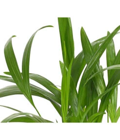 Goldfruchtpalme - Dypsis Lutescens 13 Goldfruchtpalme - Dypsis Lutescens -Outdoor Garten Geschäft 8203572 WE DE 001 GoldfruchtpalmeChrysalidocarpusArecaT9DehnerExpressHerzig