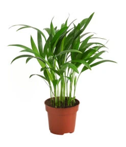 Goldfruchtpalme - Dypsis Lutescens