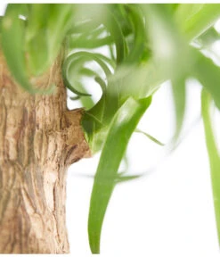 Elefantenfuß - Beaucarnea Recurvata -Outdoor Garten Geschäft 8207961 PR DE 001 BeaucarneaRecurvataElefantenfussDehnerExpressZS