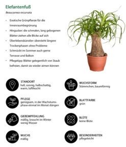 Elefantenfuß - Beaucarnea Recurvata -Outdoor Garten Geschäft 8207961 WE IG 001 ElefantenfussBeaucarneaRecurvataElefantenfussDehnerExpressZS