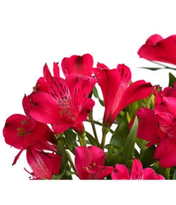 Inkalilie, Verschiedene Sorten -Outdoor Garten Geschäft 8211872 FS DE 002 AlstromeriaMixT23DehnerExpressHerzig
