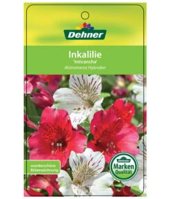 Inkalilie, Verschiedene Sorten -Outdoor Garten Geschäft 8211872 InkalilieInticancha Etikett 1