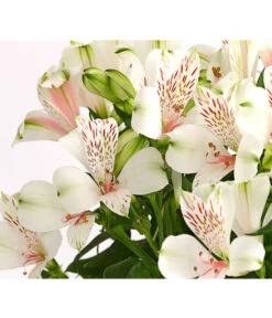 Inkalilie, Verschiedene Sorten -Outdoor Garten Geschäft 8211872 WE DE 001 AlstromeriaMixT23DehnerExpressHerzig