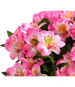 Inkalilie, Verschiedene Sorten -Outdoor Garten Geschäft 8211872 WE DE 003 AlstromeriaMixT23DehnerExpressHerzig