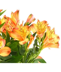 Inkalilie, Verschiedene Sorten -Outdoor Garten Geschäft 8211872 WE DE 004 AlstromeriaMixT23DehnerExpressHerzig