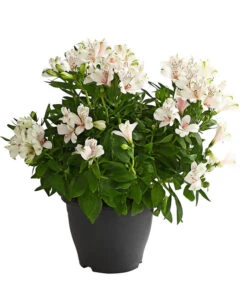 Inkalilie, Verschiedene Sorten -Outdoor Garten Geschäft 8211872 WE FS 001 AlstromeriaMixT23DehnerExpressHerzig