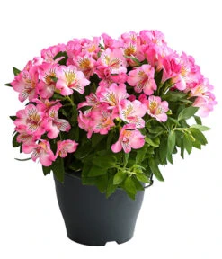 Inkalilie, Verschiedene Sorten -Outdoor Garten Geschäft 8211872 WE FS 003 AlstromeriaMixT23DehnerExpressHerzig