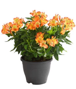 Inkalilie, Verschiedene Sorten -Outdoor Garten Geschäft 8211872 WE FS 004 AlstromeriaMixT23DehnerExpressHerzig