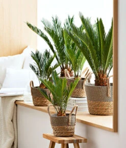 Bestseller -Outdoor Garten Geschäft 8216236 WE MO 001 SagopalmfarnCycas