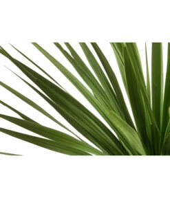 Keulenlilie - Dracaena Indivisa 5 Keulenlilie - Dracaena Indivisa -Outdoor Garten Geschäft 8216277 WE DE 001 DracaenaIndivisaT20 Keulenlilie