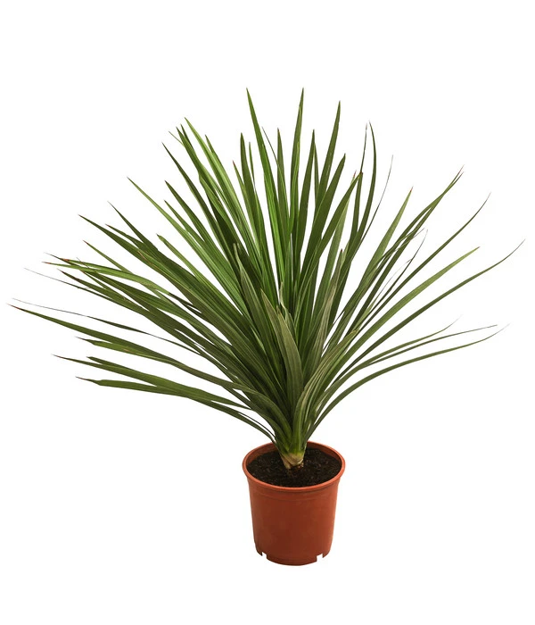 Keulenlilie - Dracaena Indivisa 1 Keulenlilie - Dracaena Indivisa