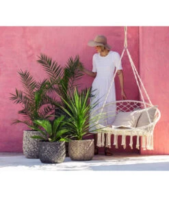 XXL Kanarische Dattelpalme, Ca. 140-160 Cm 7 XXL Kanarische Dattelpalme, Ca. 140-160 Cm -Outdoor Garten Geschäft 8216277 WE MO 001 DracaenaIndivisiaT20