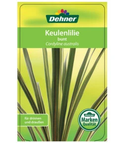 Keulenlilie - Cordyline Australis Variegata -Outdoor Garten Geschäft 8216368 CorylineBuntEtikett1