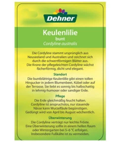 Keulenlilie - Cordyline Australis Variegata -Outdoor Garten Geschäft 8216368 CorylineBuntEtikett2