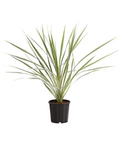 Bestseller 15 Keulenlilie - Cordyline Australis Variegata