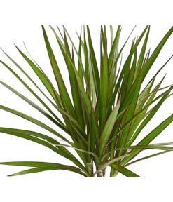 Drachenbaum - Dracaena Marginata 7 Drachenbaum - Dracaena Marginata -Outdoor Garten Geschäft 8221335 WE DE 001 DrachenbaumDracaenaMarginataStammT11DehnerExpressHerzig