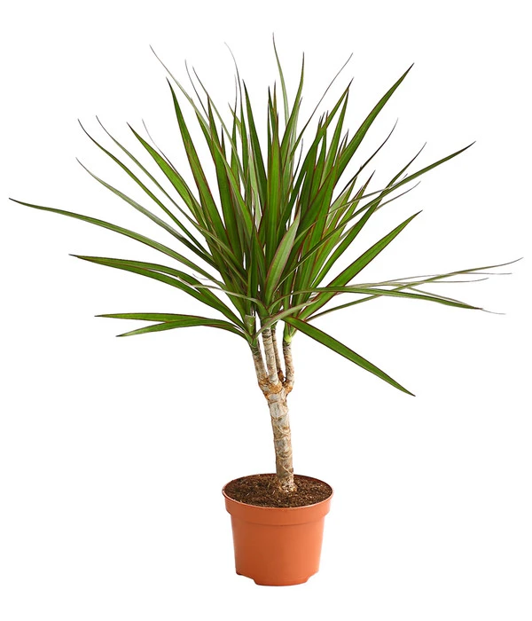 Drachenbaum - Dracaena Marginata 1 Drachenbaum - Dracaena Marginata