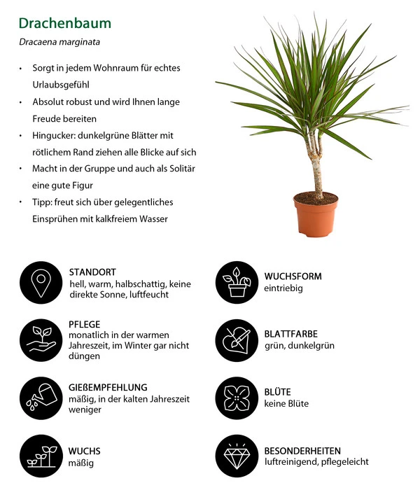 Drachenbaum - Dracaena Marginata 2 Drachenbaum - Dracaena Marginata – Bild 2