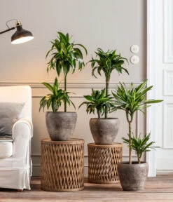 Drachenbaum - Dracaena Deremensis 'Dorado' -Outdoor Garten Geschäft 8221707 8511545 8222044 WE MO 001 DrachenbaumDorado