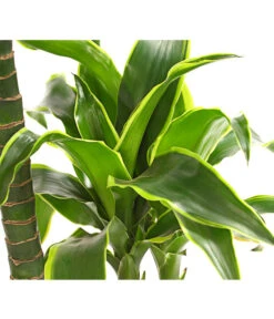 Drachenbaum - Dracaena Deremensis 'Dorado' -Outdoor Garten Geschäft 8221707 WE DE 001 DrachenbaumDracaenaDeremensis2erTuffT19OWDehnerExpressHerzig