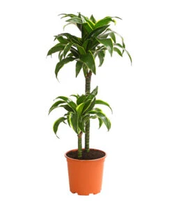 Drachenbaum - Dracaena Deremensis 'Dorado'